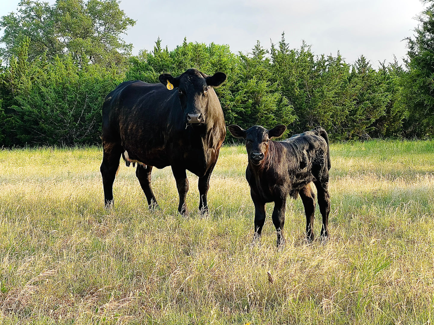 Premium American Wagyu Beef – Whole or Half Beef - DEPOSITS
