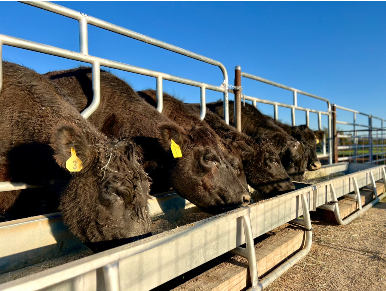 Premium American Wagyu Beef – Whole or Half Beef - DEPOSITS