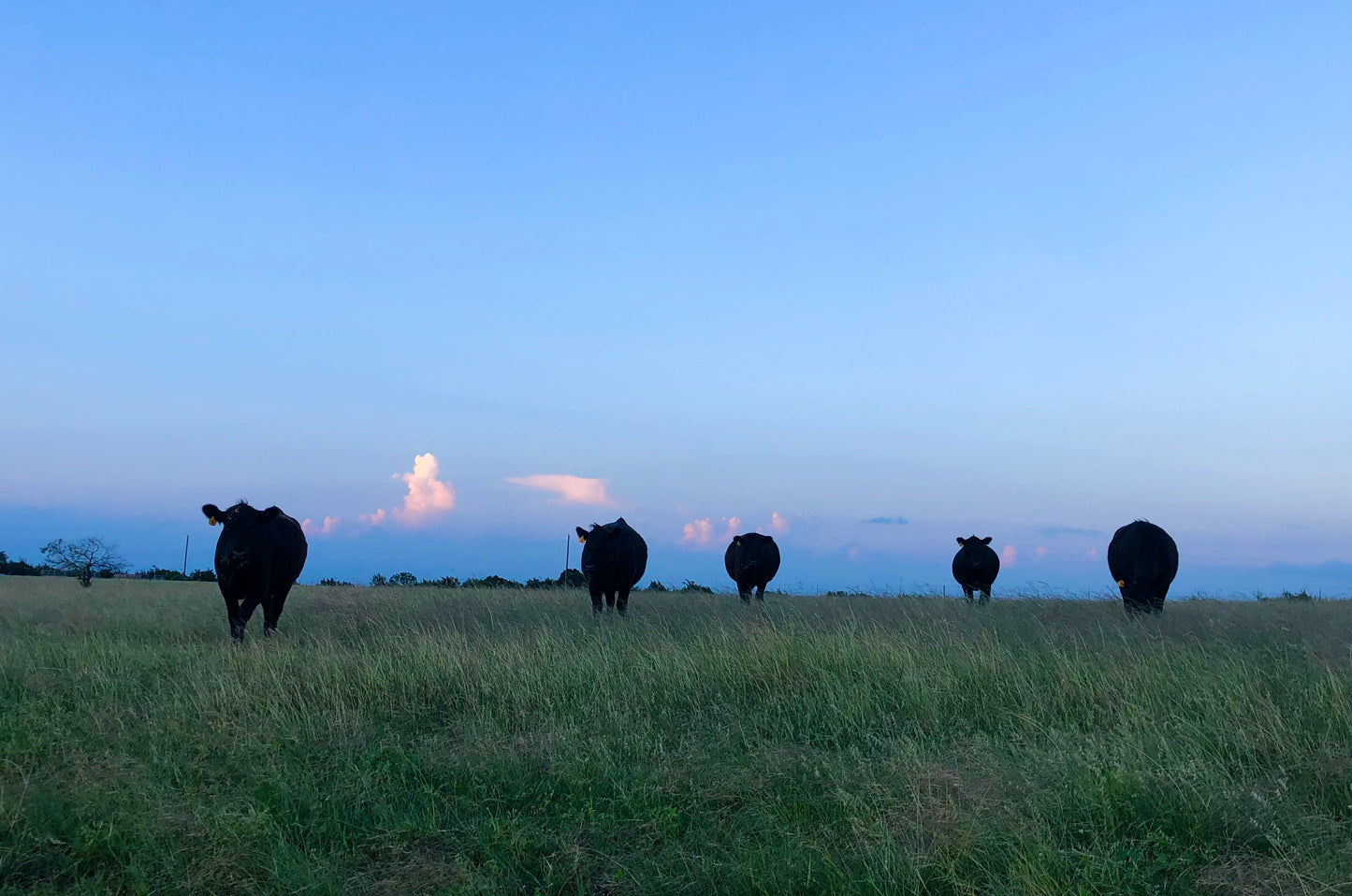 Premium American Wagyu Beef – Whole or Half Beef - DEPOSITS